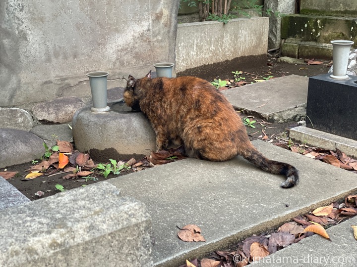 サビ猫さん