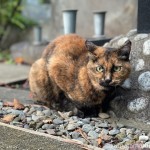 控えめなサビ猫さん