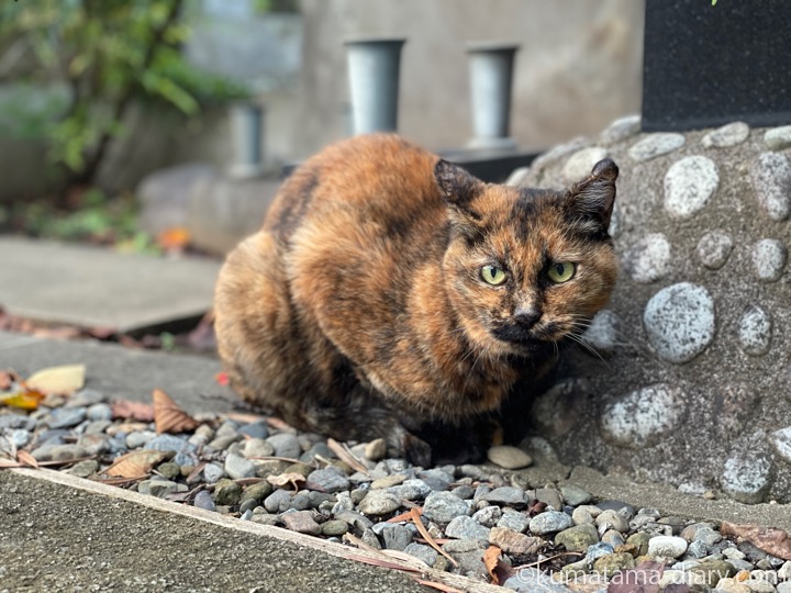 サビ猫さん