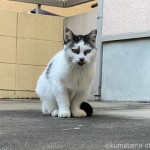 獅子のような猫さん