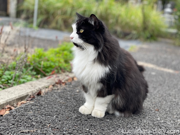 黒白の長毛猫さん