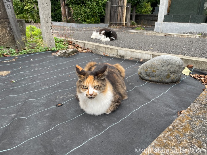 長毛の三毛猫さんたち