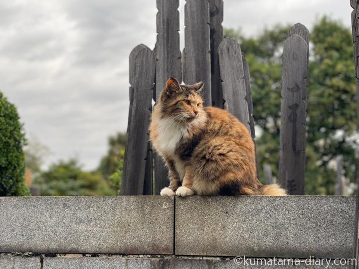 長毛三毛猫さん