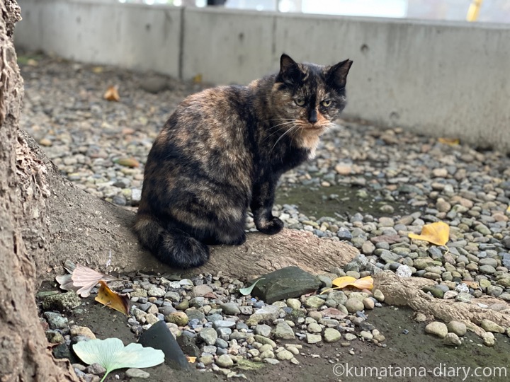 サビ猫さんっぽい三毛猫さん