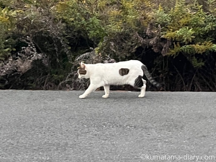 キジトラ白猫さん