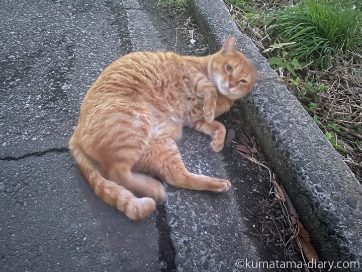 茶トラ猫さん