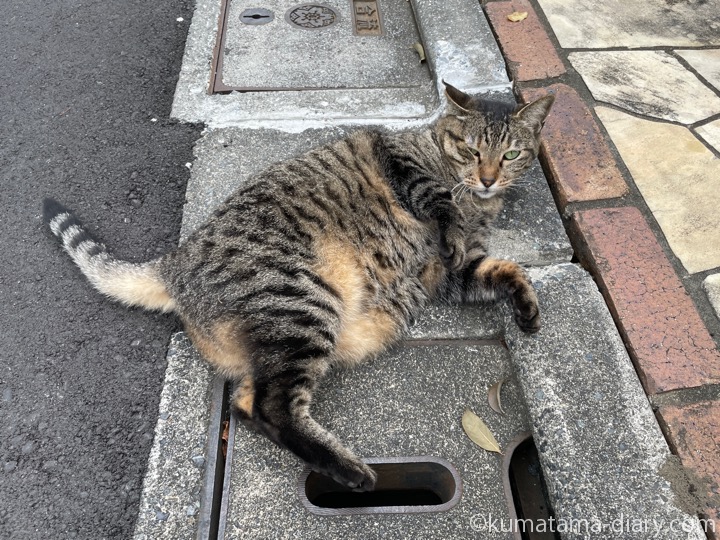 キジトラ猫さん