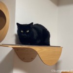 彼の帰宅にビビる黒猫