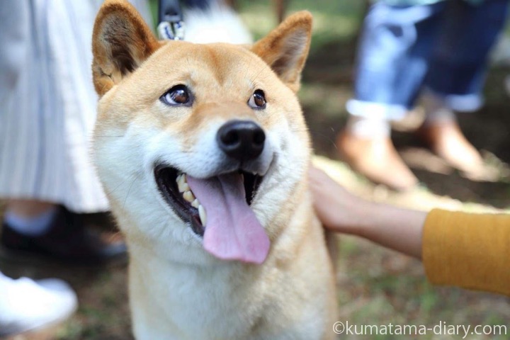 柴犬のたろうくん