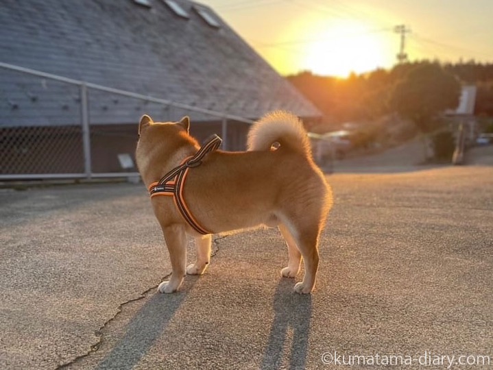 柴犬のたろうくん