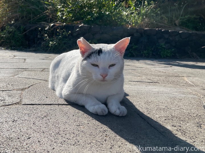 白黒猫さん