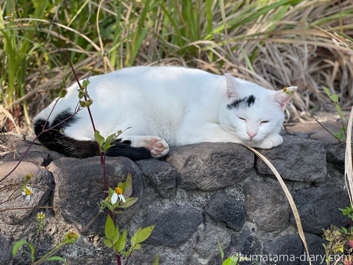 白黒猫さん