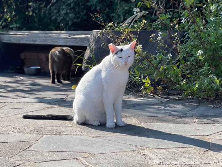 白黒猫さんたち