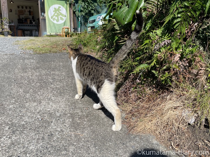 キジトラ白猫さん