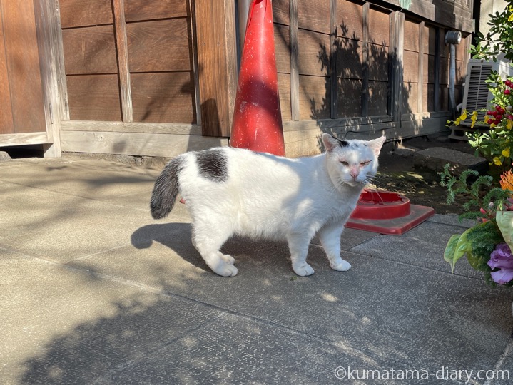 白黒猫さん