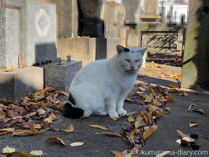 白黒猫さん