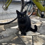 近づいてきてくれる黒猫さん