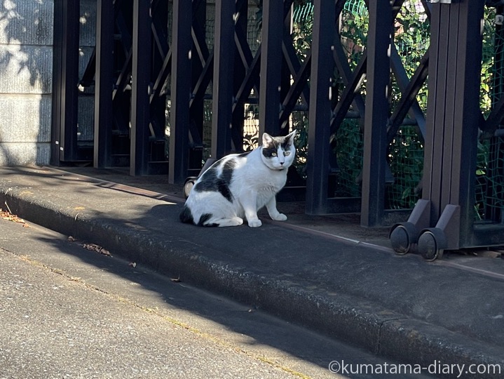 白黒猫さん