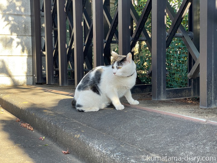 白黒猫さん