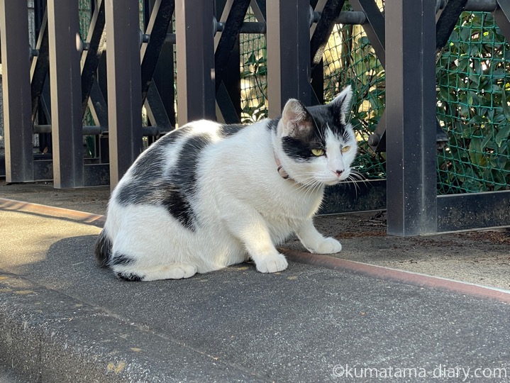 白黒猫さん