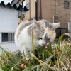 パステル三毛猫さん