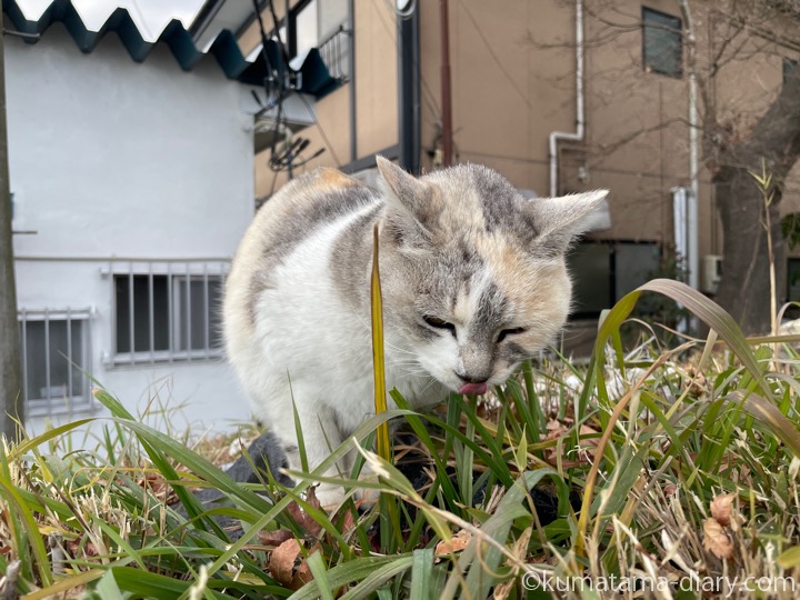 パステル三毛猫さん