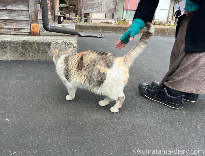 パステル三毛猫さん