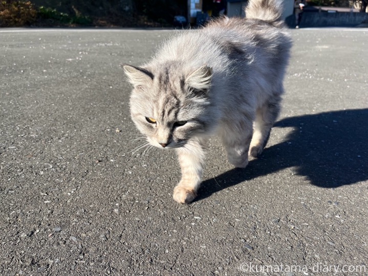 長毛猫さん