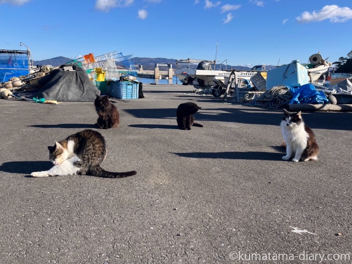 田代島猫さんたち