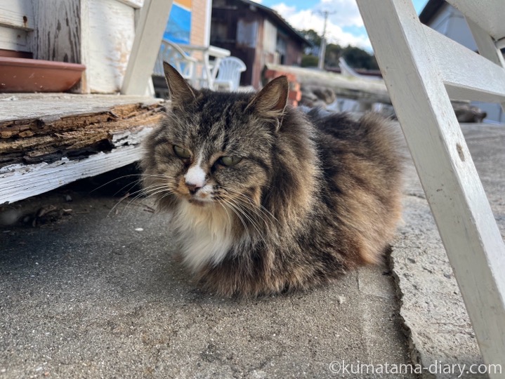 長毛猫さん