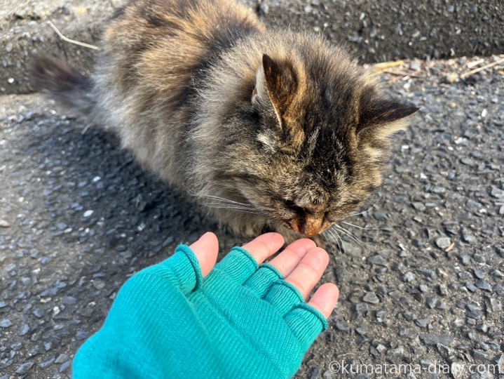 長毛猫さん