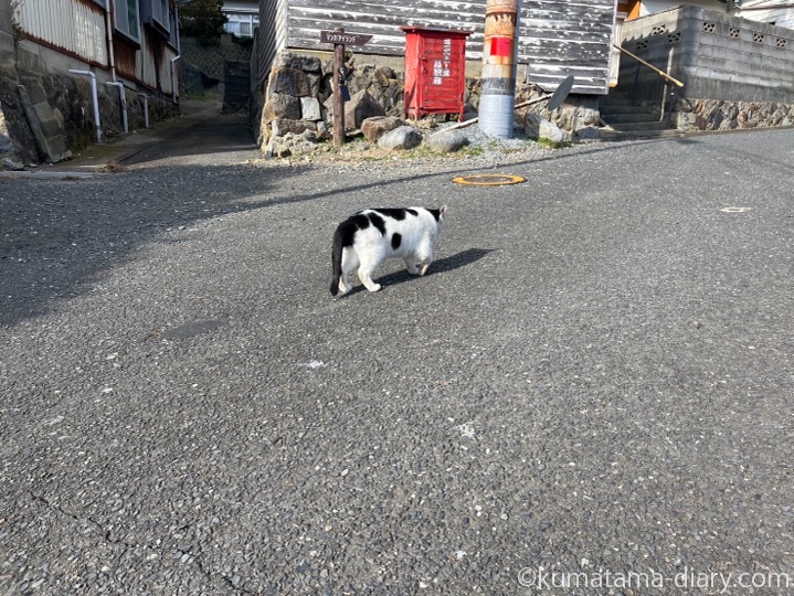 黒白猫さん