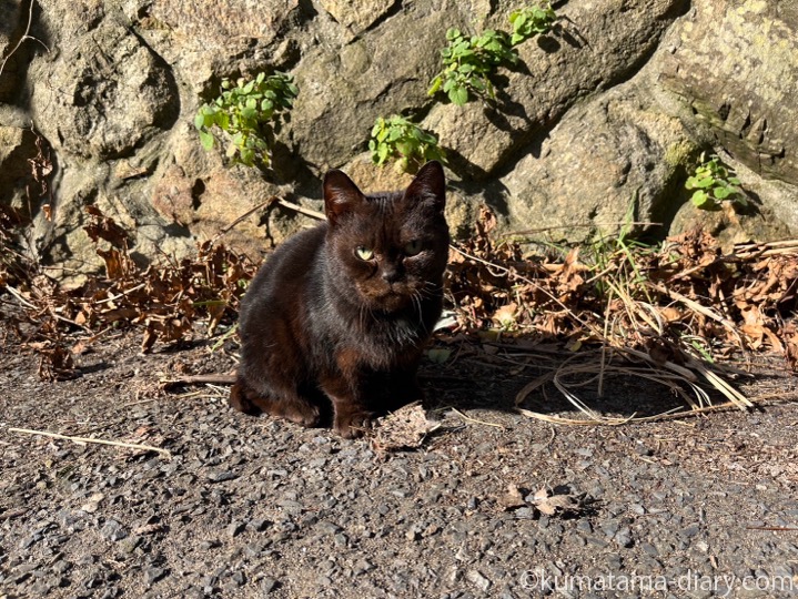 黒猫さん