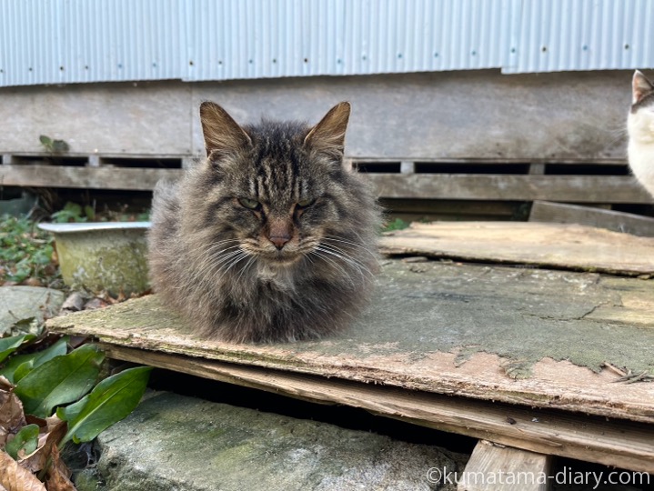 長毛猫さん