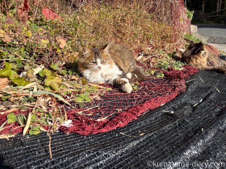 長毛猫さん