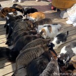 「田代島 島のえき」の猫さんたちの食事風景