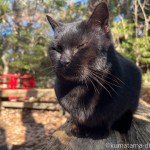 猫神社の猫さんたち