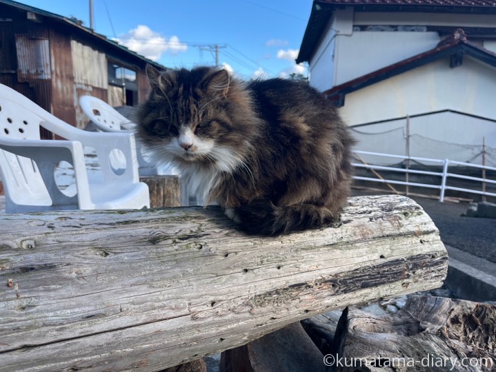 長毛猫さん