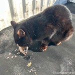 釣れたての魚を食べる黒猫さん