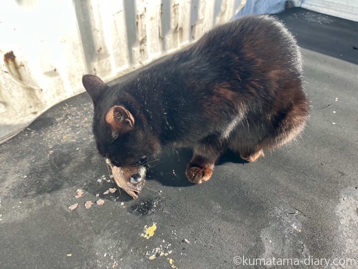 魚を食べる黒猫さん