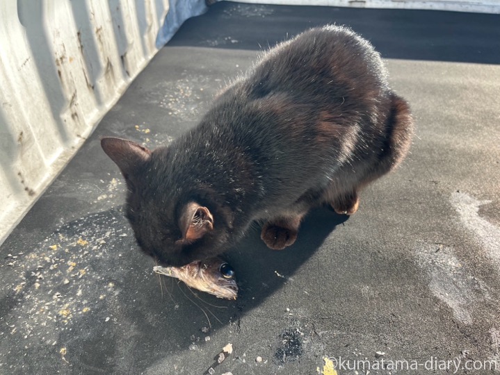 魚を食べる黒猫さん