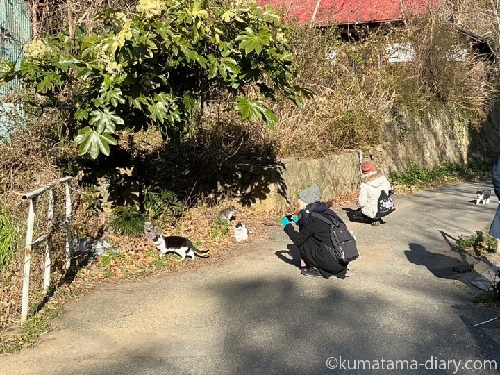 田代島で