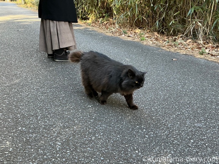 長毛の黒猫さん