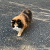 長毛の三毛猫さん