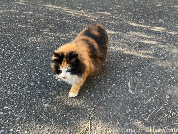 長毛の三毛猫さん