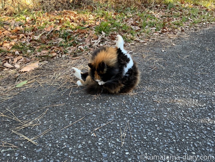 長毛の三毛猫さん