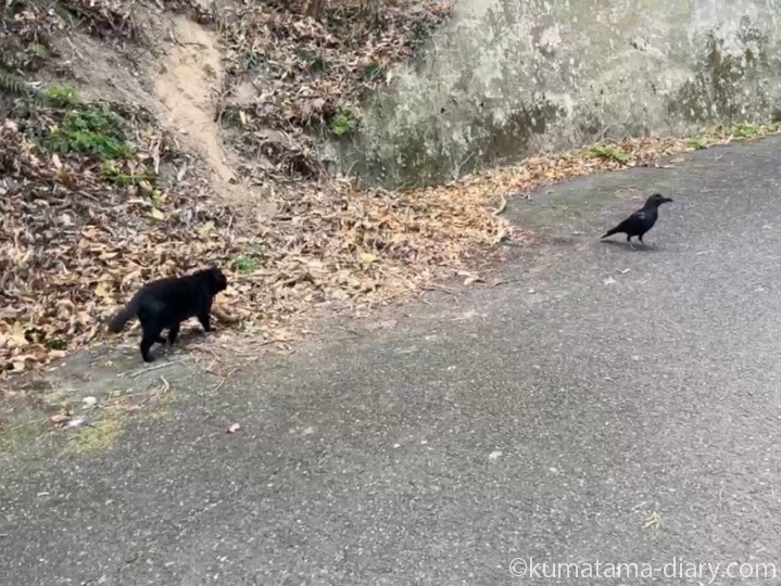 黒猫さんとカラス