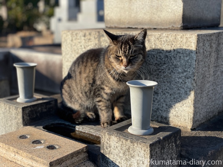 キジトラ猫さん