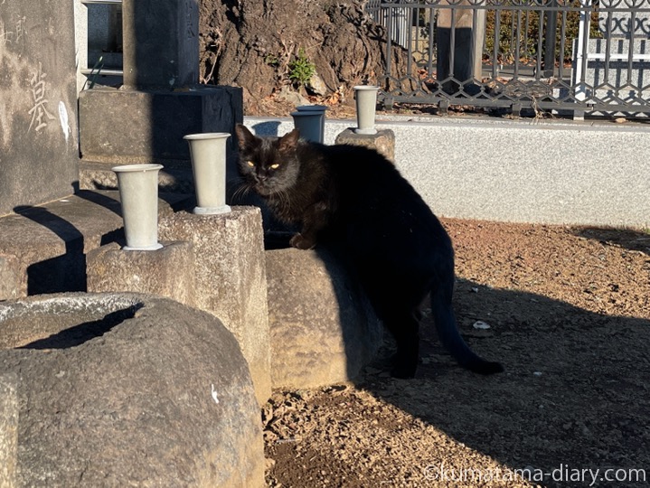 水を飲んでいた黒猫さん