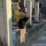 かわいい猫さんとかっこいい黒猫さん